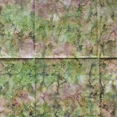 Fern41